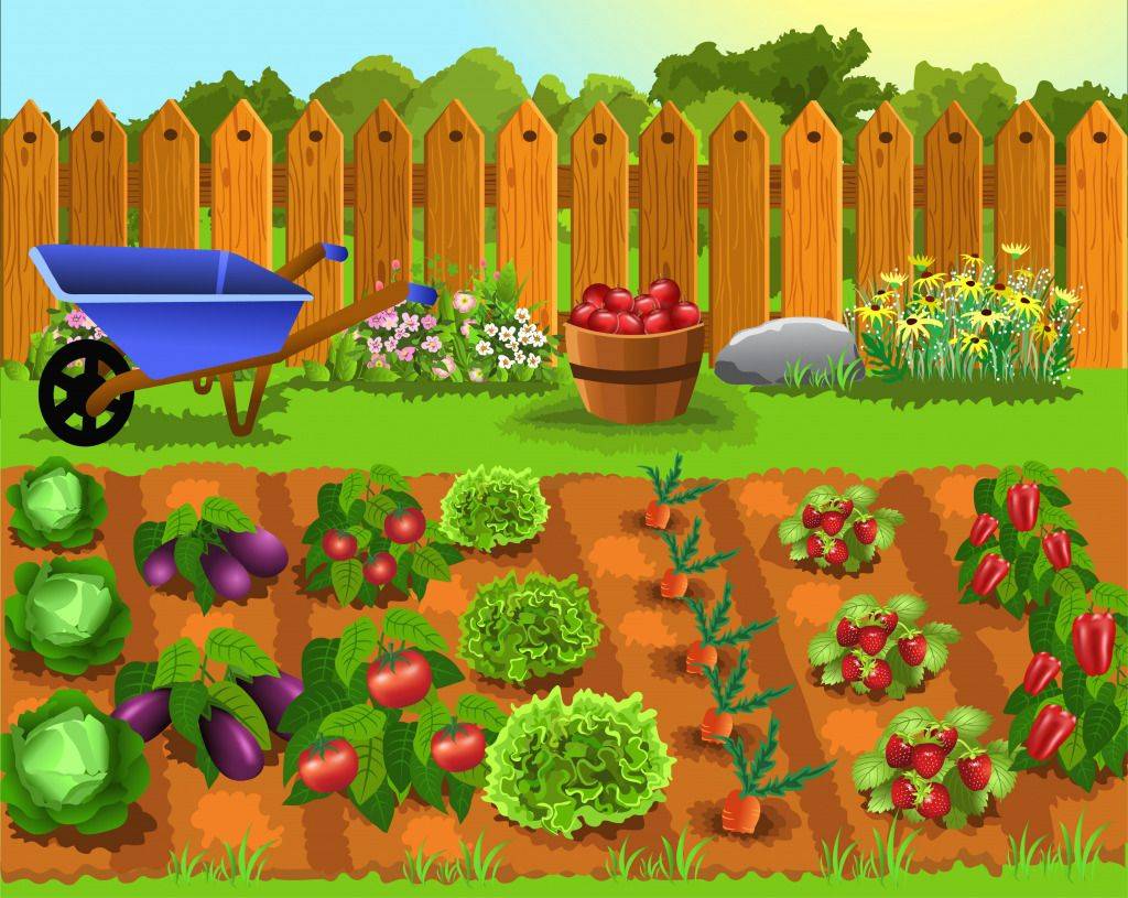A Vegetable Garden