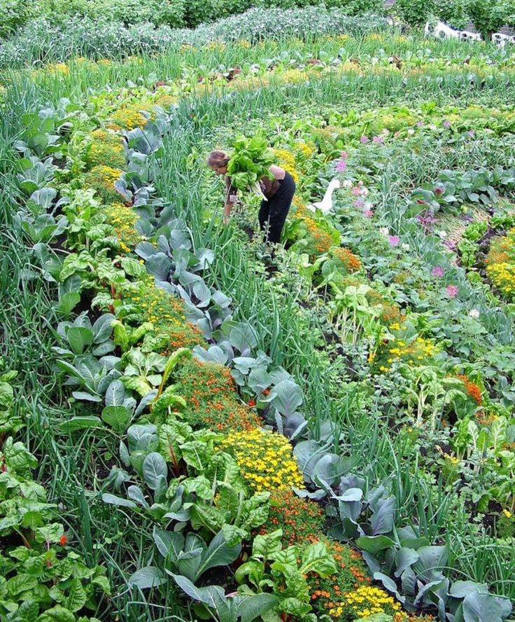 Foxslane Kitchengarden Vegetable Garden Raised Beds Dream