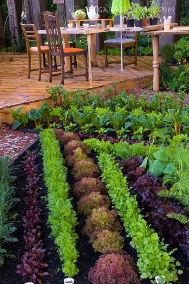 The Vegetable Garden Dream Garden