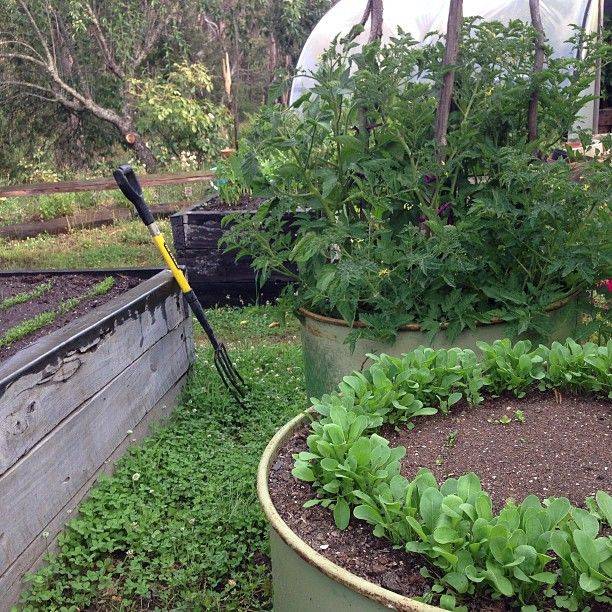 This Mixed Flower And Vegetable Garden Beautifully