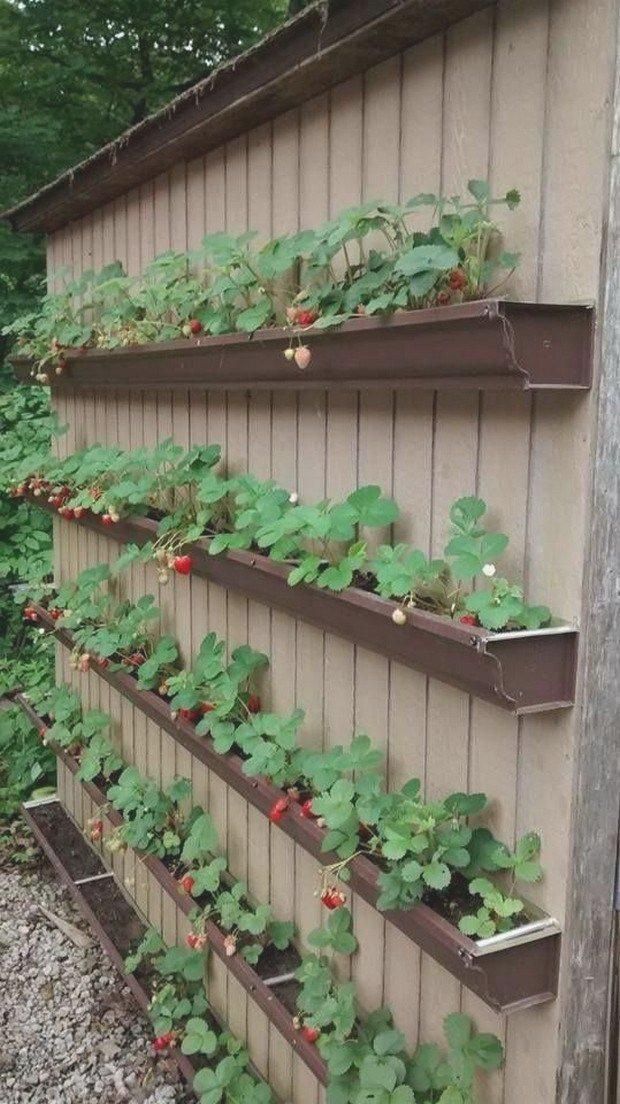 20 Fruit and Vegetable Garden Design Ideas You Cannot Miss SharonSable
