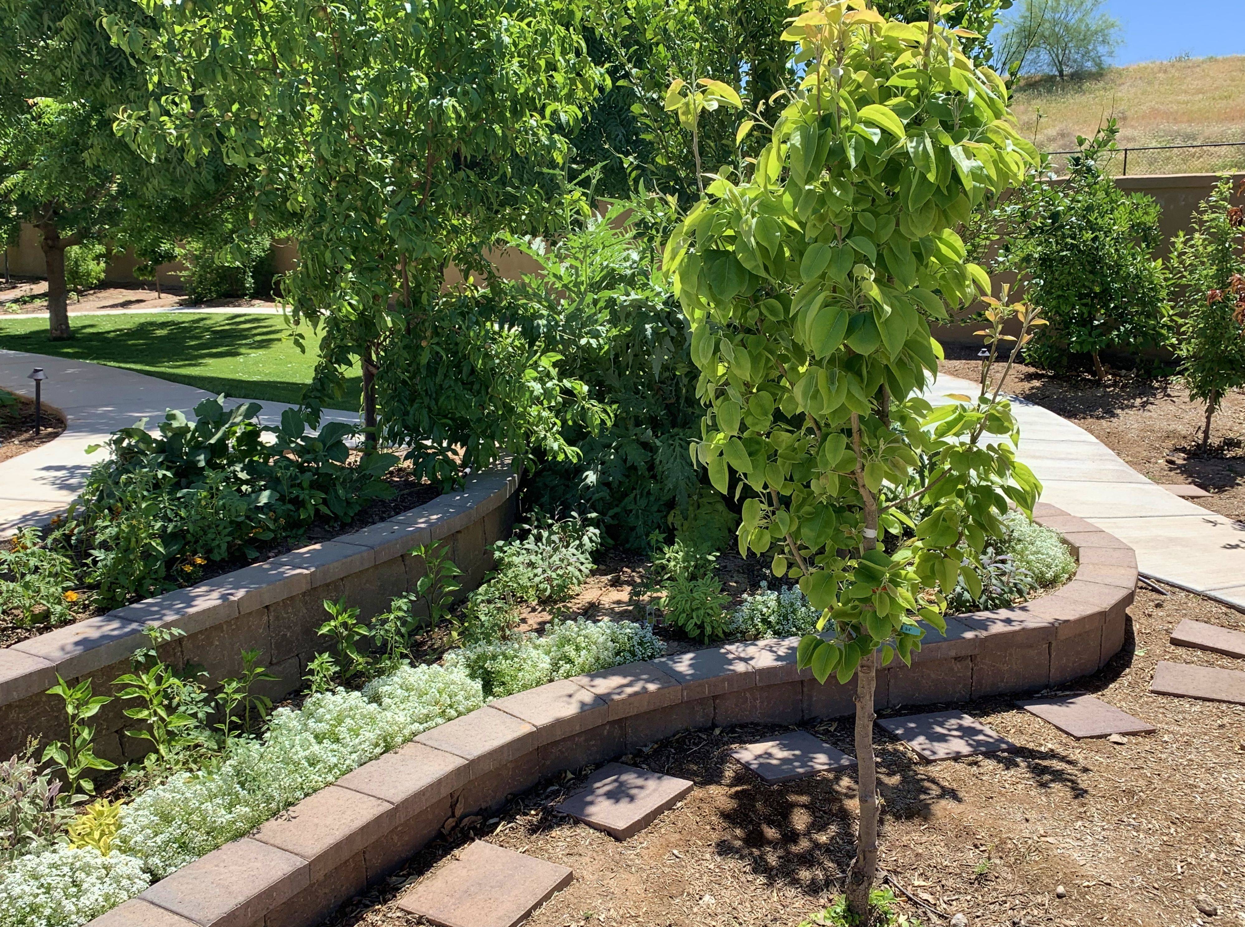 Amazing Edible Landscaping Edible Landscaping Plants