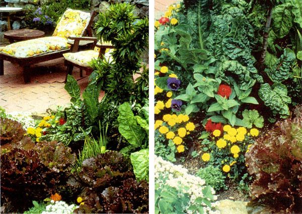 Pretty Ornamental Edible Garden Design