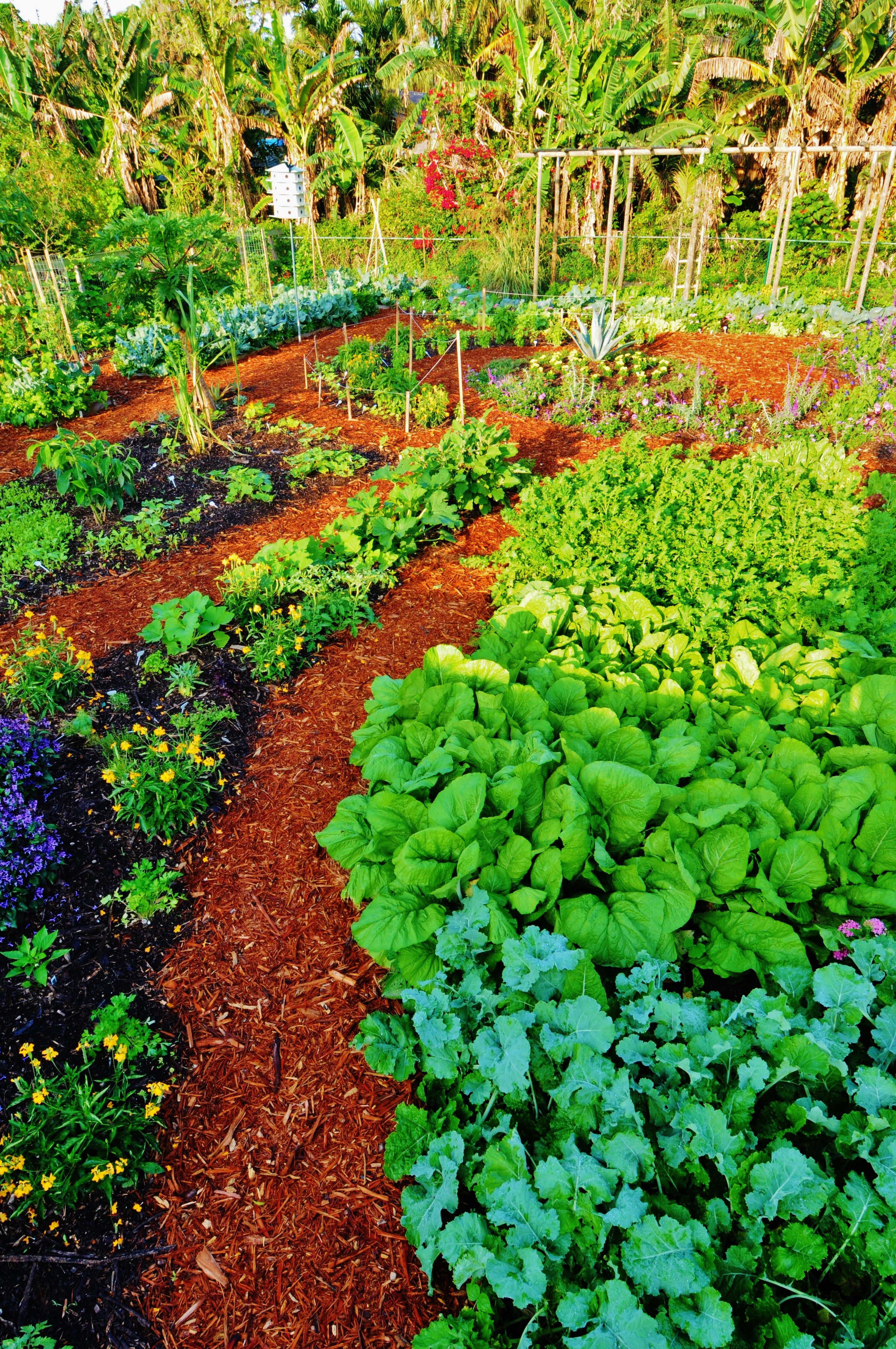 Vegetable Gardening Videos