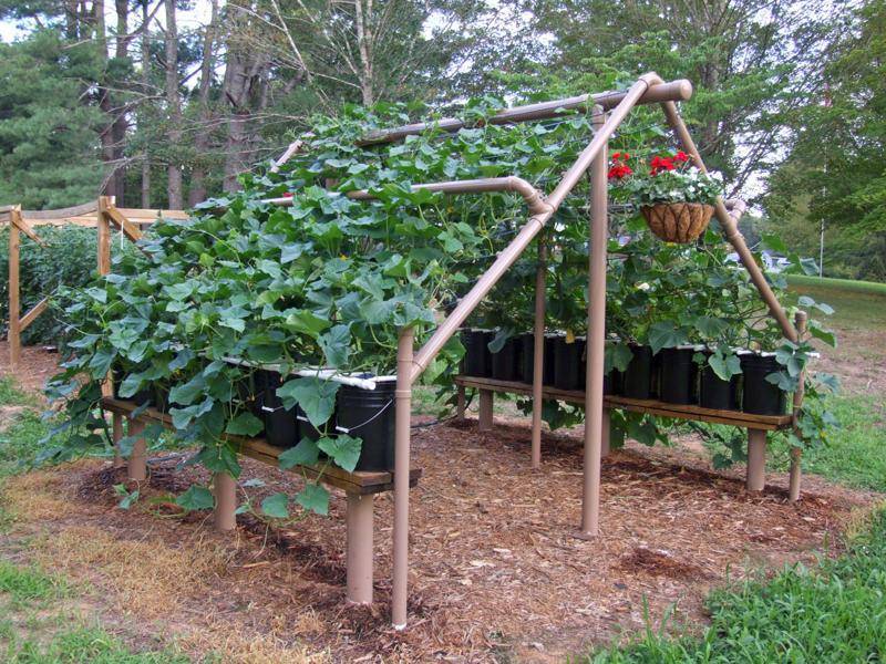 Our Vegetable Garden