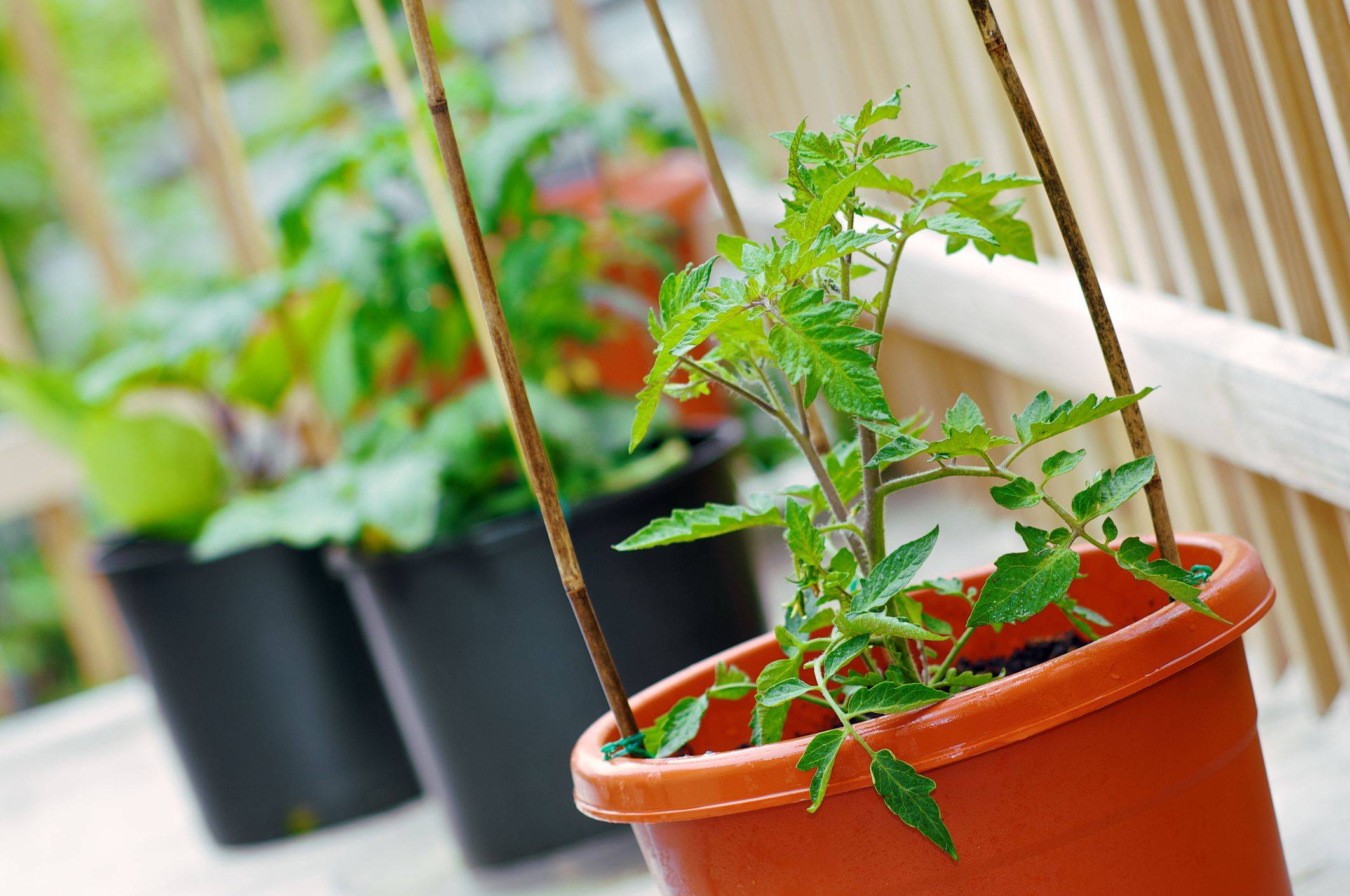 Cheap Container Vegetable Gardening Ideas