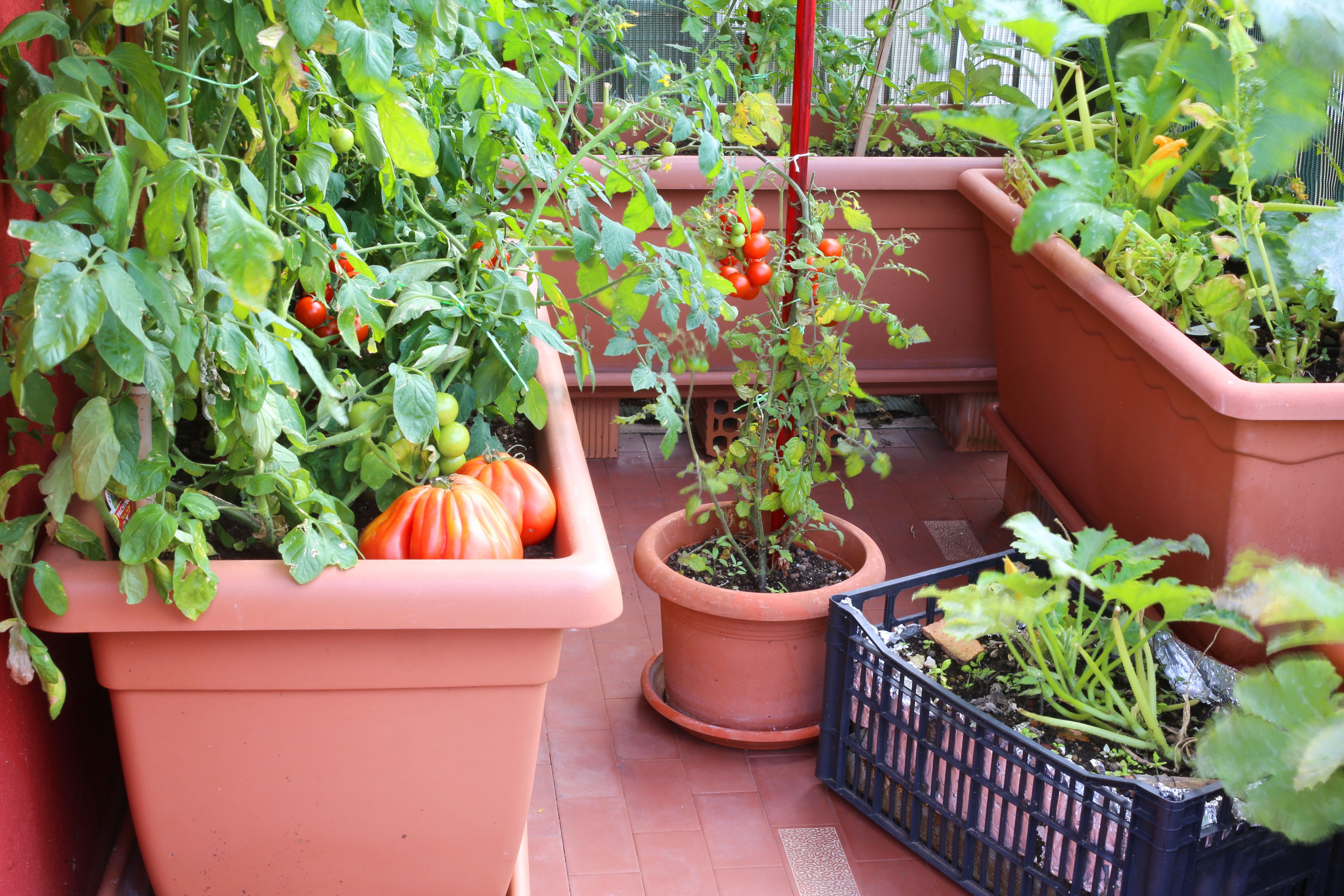 Container Vegetable Garden Garden Yard Ideas