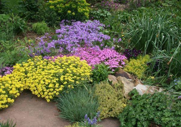 Australian Native Plants