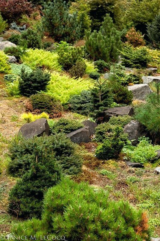 Rock Garden Plants