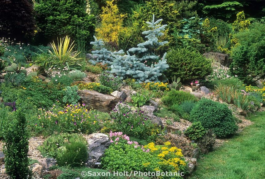 Ground Cover Plants