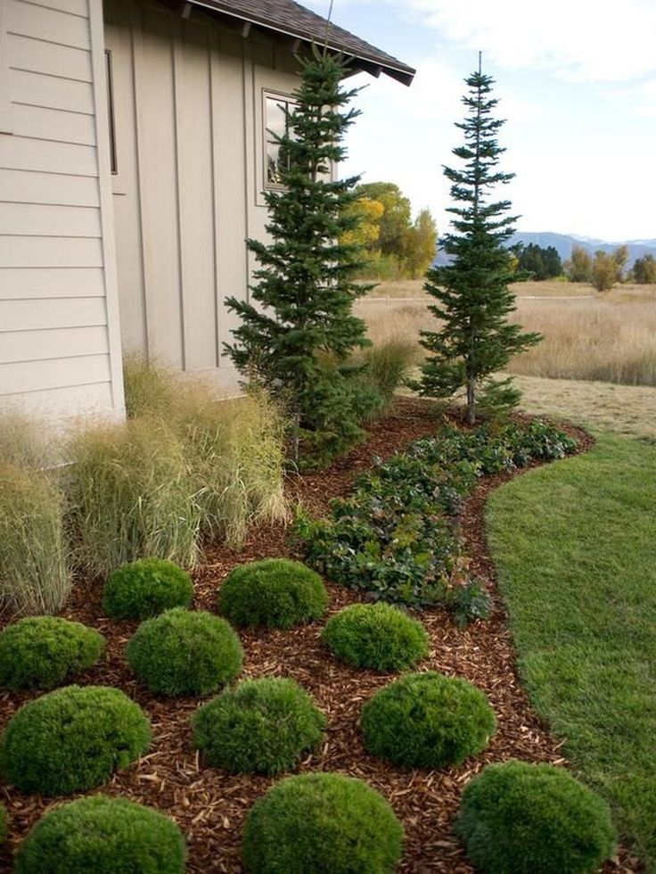 Wonderful Evergreen Grasses Landscaping Ideas