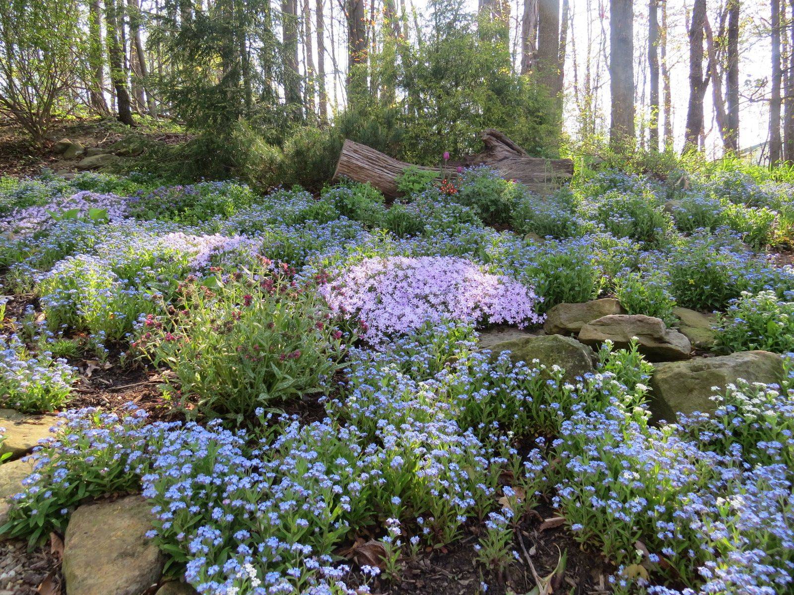Ground Covers