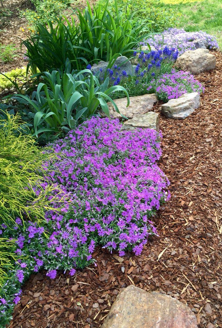 Full Sun Perennials