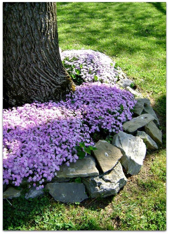Colorful Creeping Phlox