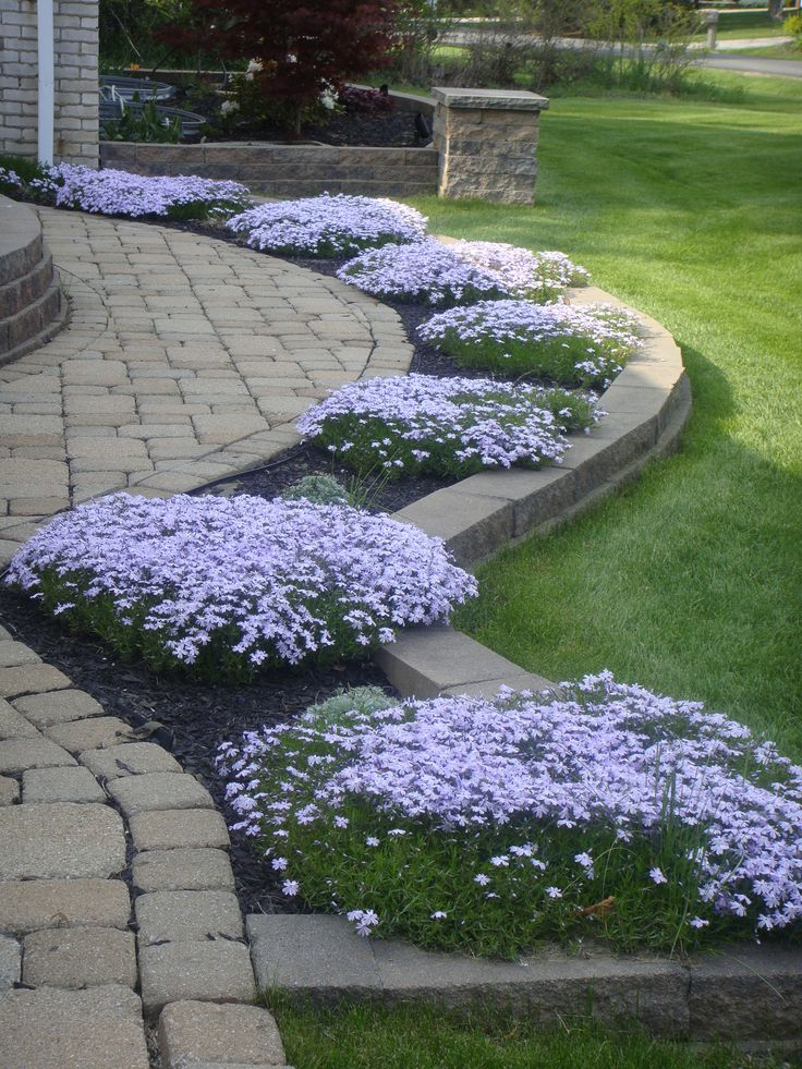 Collection Phlox Subulata