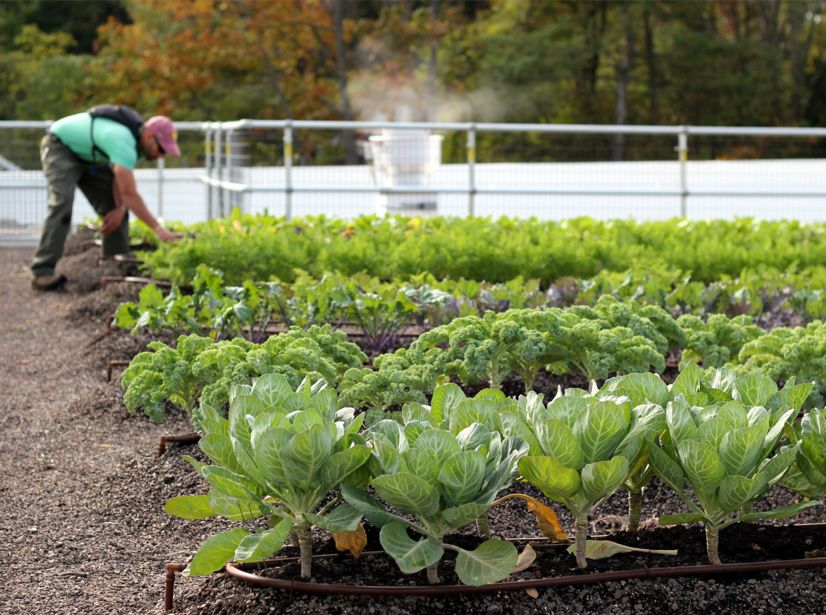 Urban Gardening Ideas