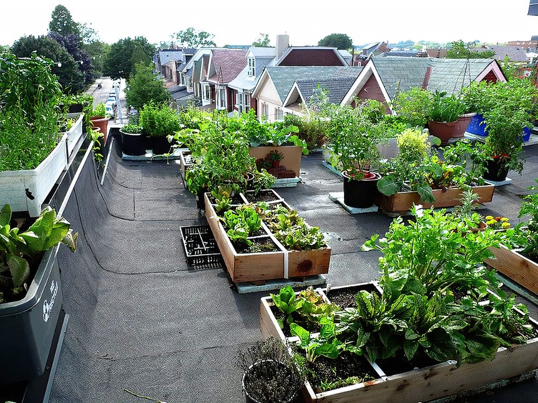 Growing Vegetables