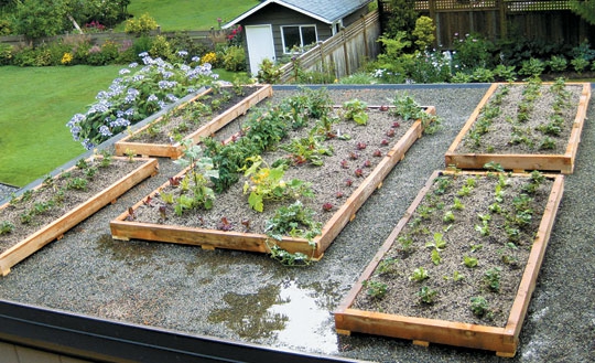 Pinterest Vegetable Garden