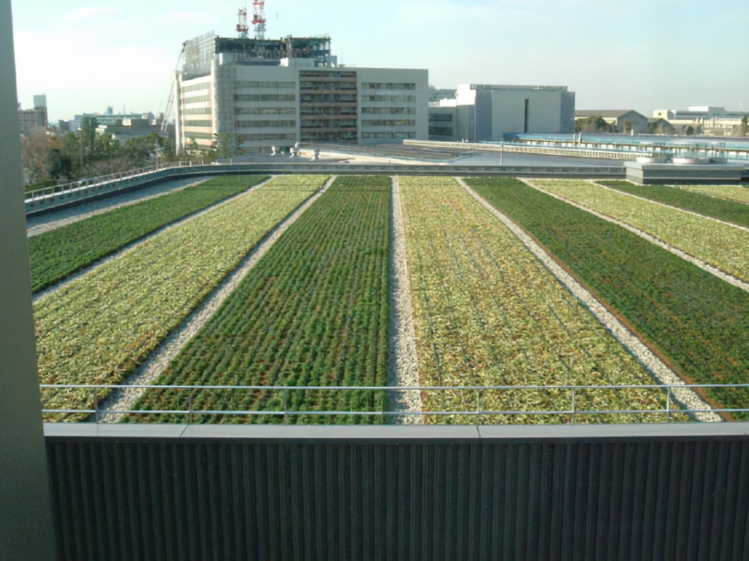 Family Food Garden Rooftop Garden