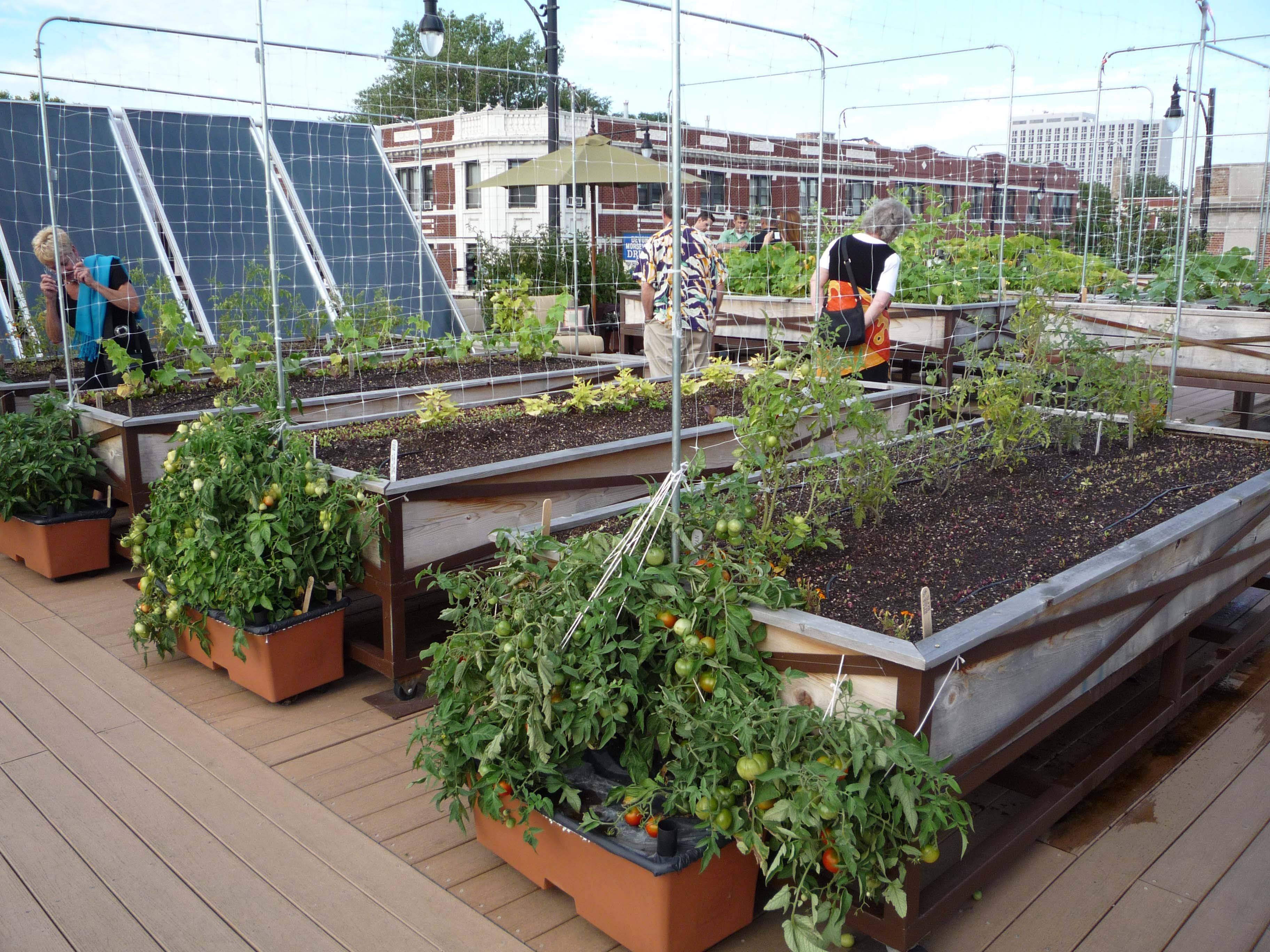 Terrace Vegetable Garden Ideas
