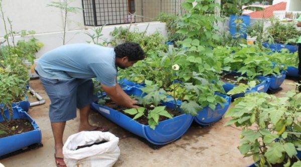 My Roof Top Terrace Garden