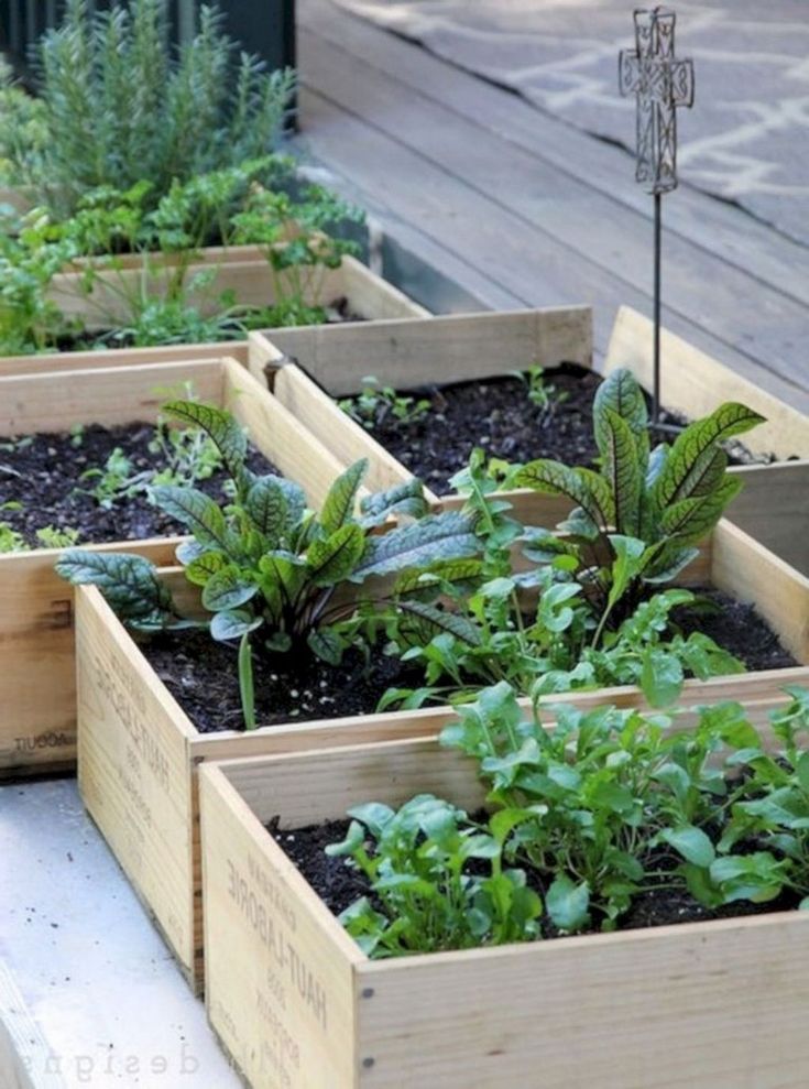 Productive Vegetable And Fruit Garden