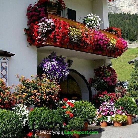 My Balcony Garden