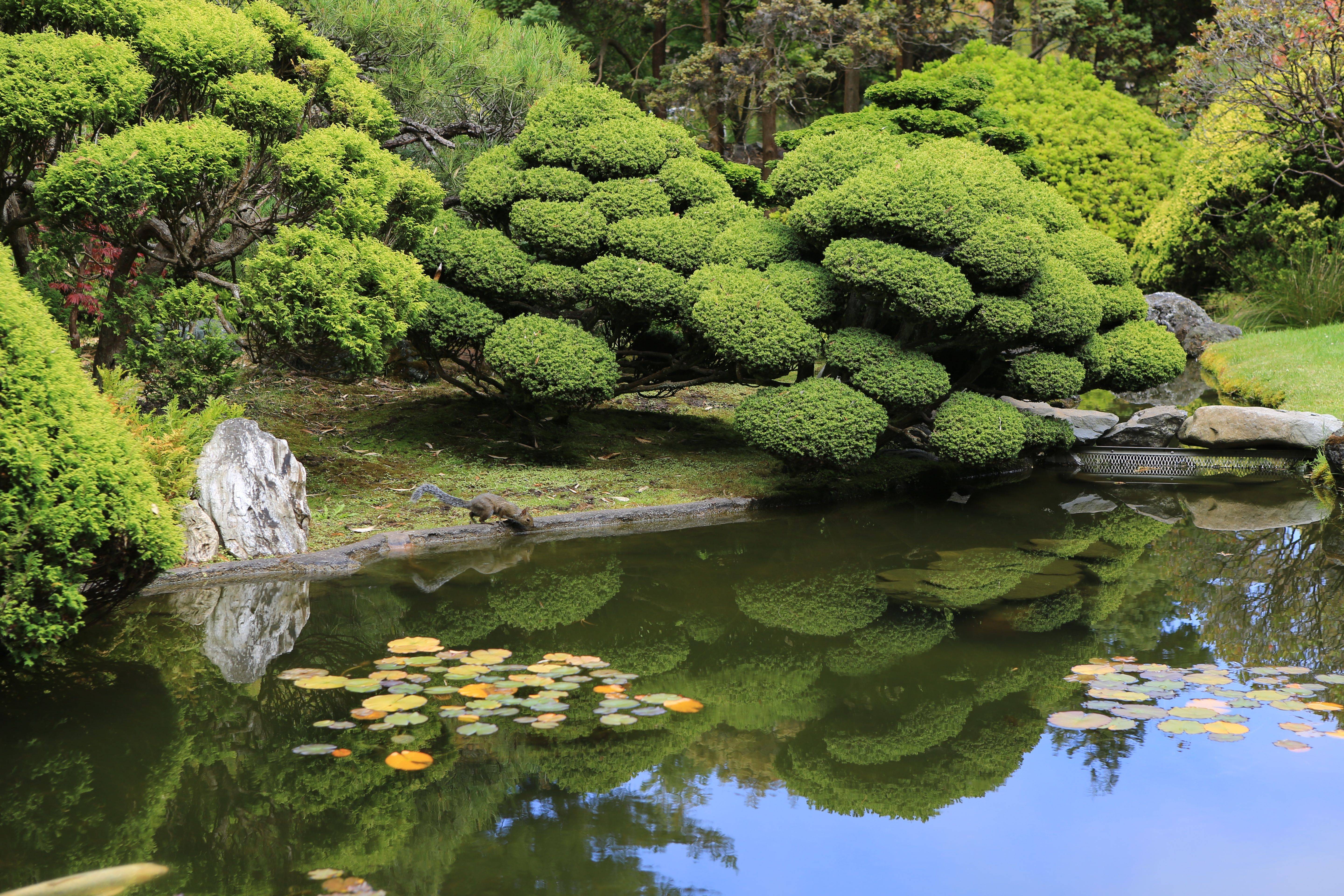 Japanese Garden Design Ideas San Francisco Bay Area Photos