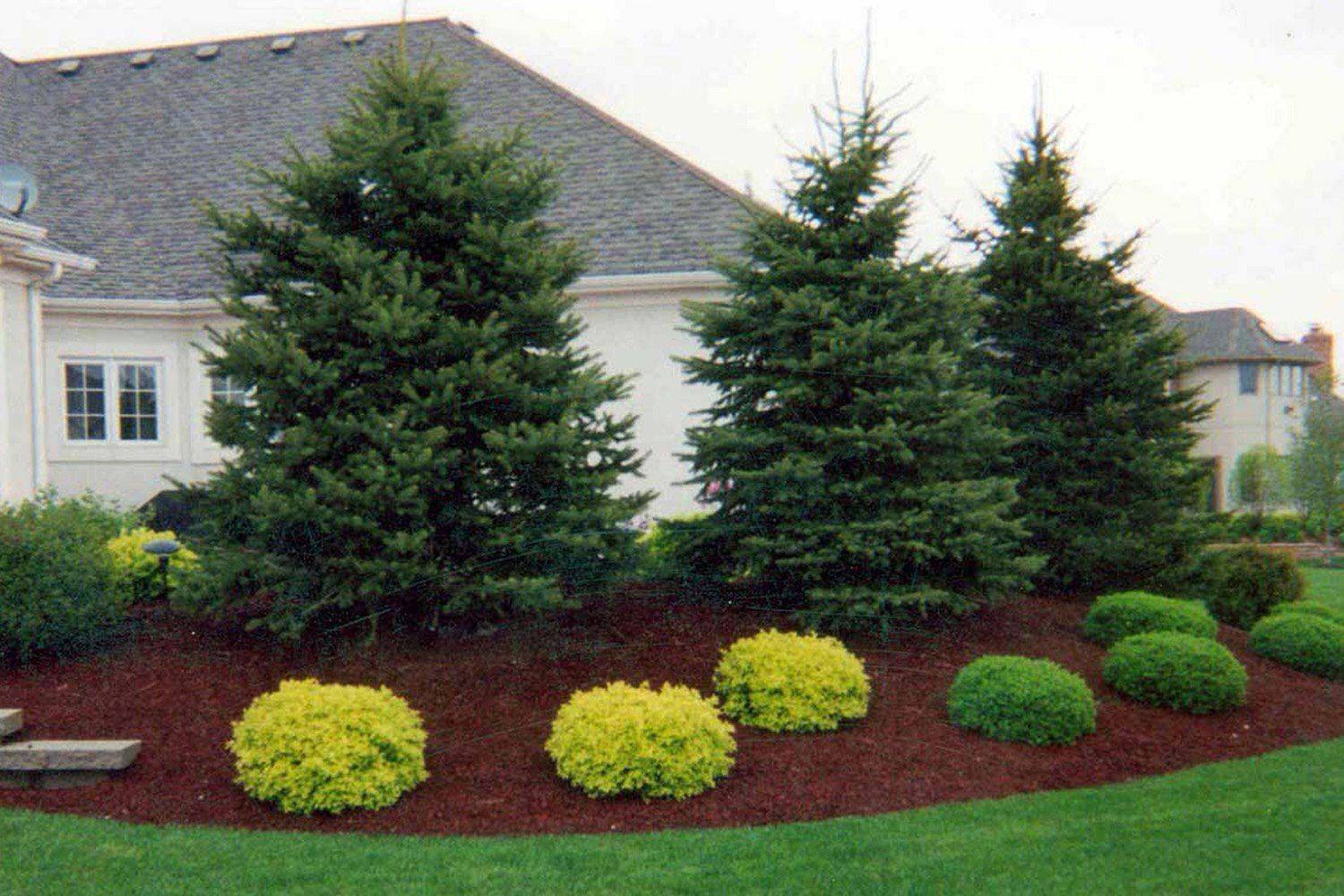 Beautiful Evergreen Grasses Landscaping Ideas Page