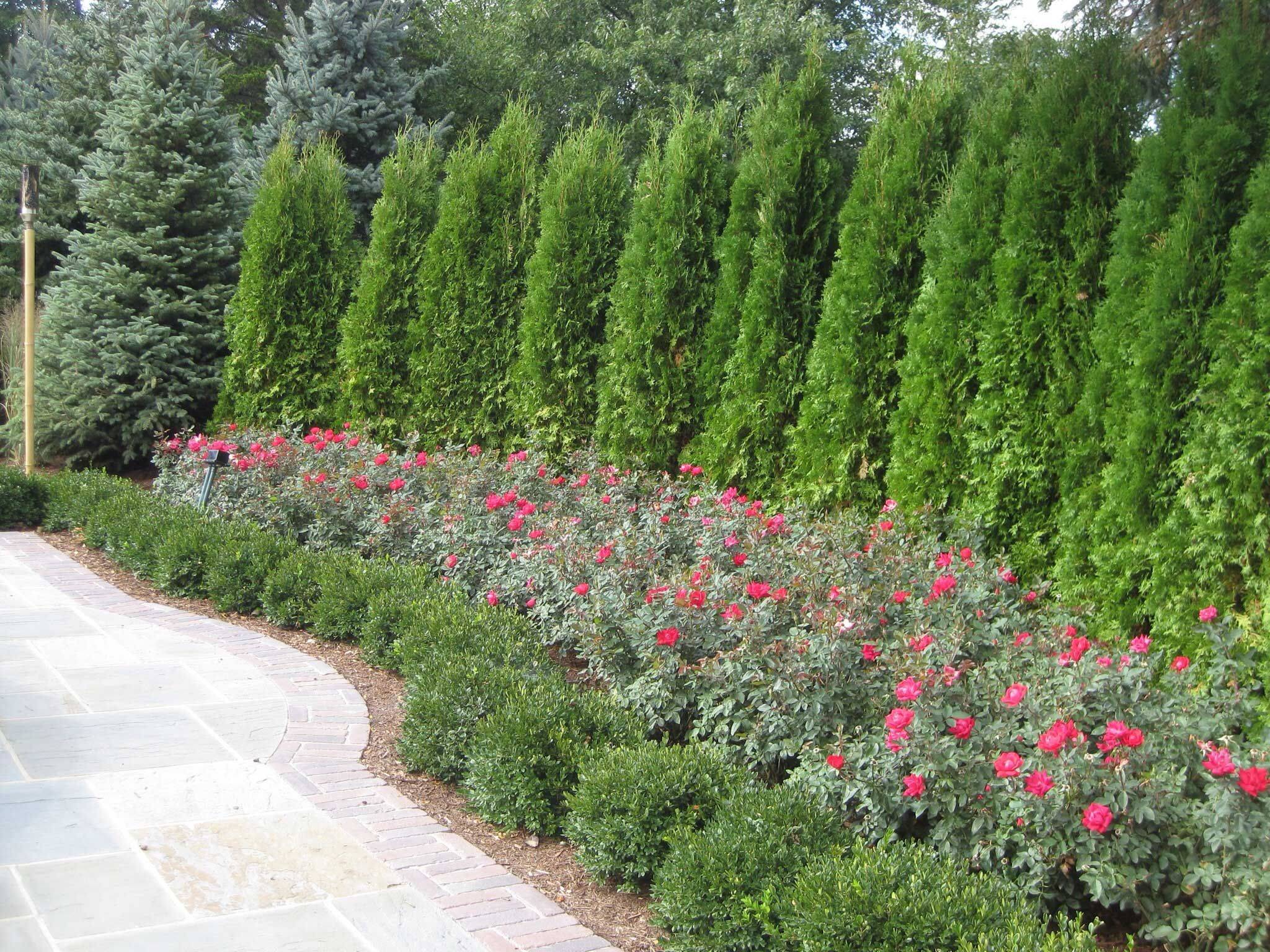 Evergreen Plants Landscaping Ideas