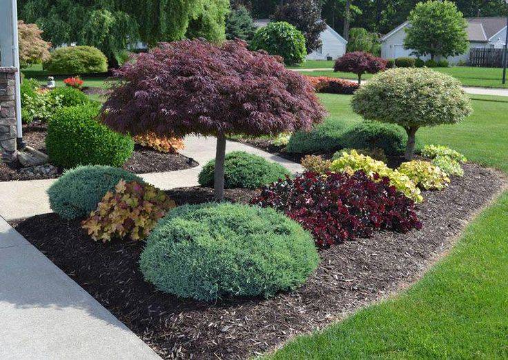 Evergreen Plants Landscaping Ideas