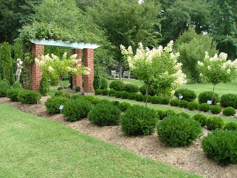 Evergreen Tree Landscape Ideas