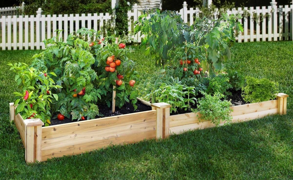 Your Best Vegetable Garden