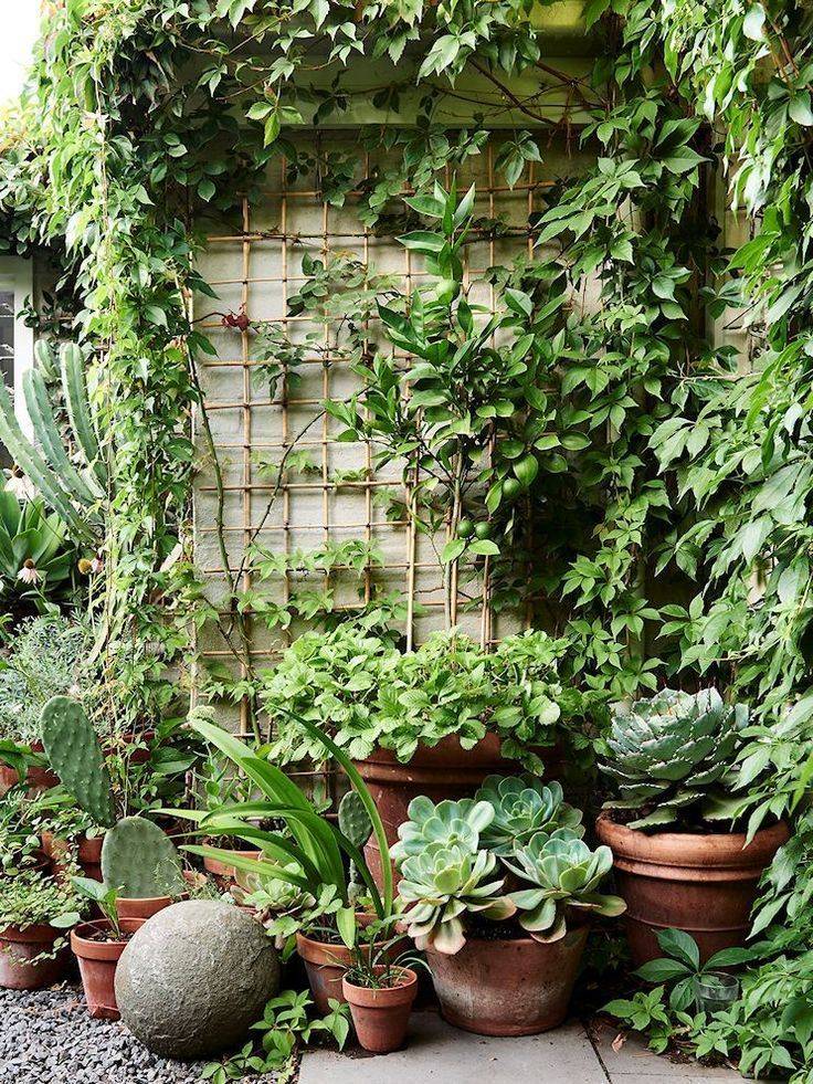 Small Backyard Garden