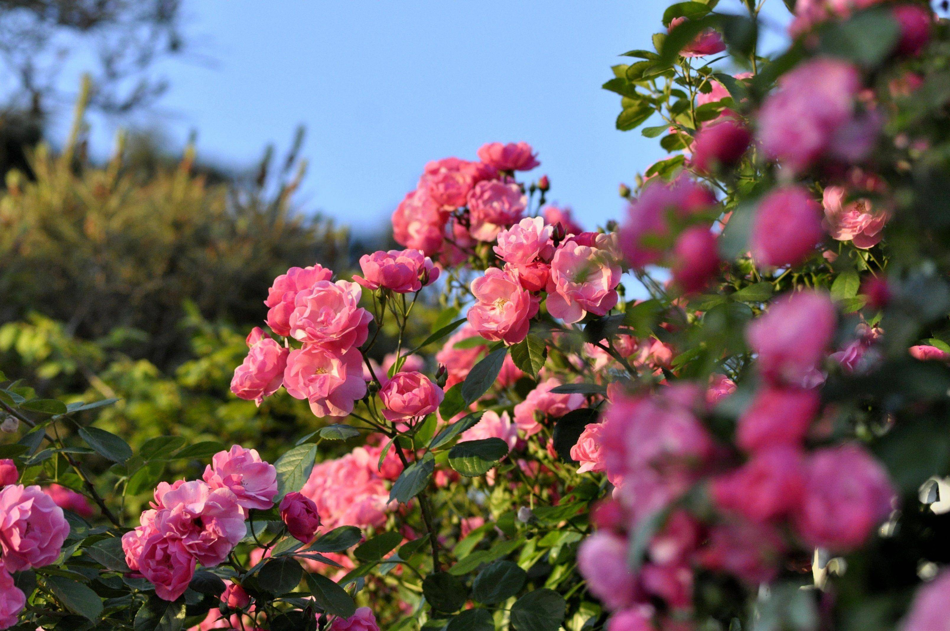 Beautiful Low Maintenance Front Yard Landscaping Ideas