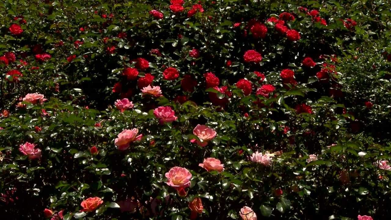 Low Maintenance Garden