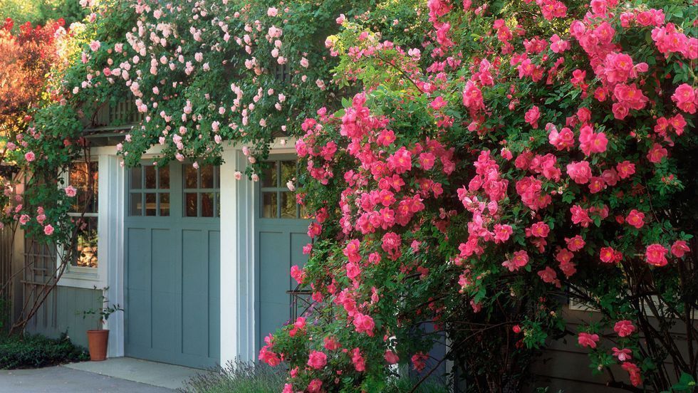 The Perfect Knockout Roses