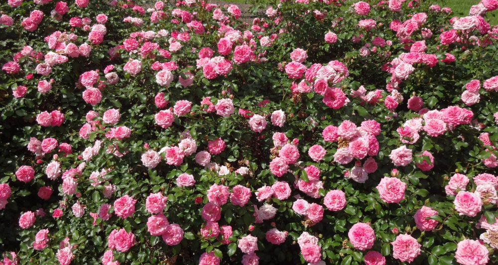 Thomasville Ga Rose Garden Design