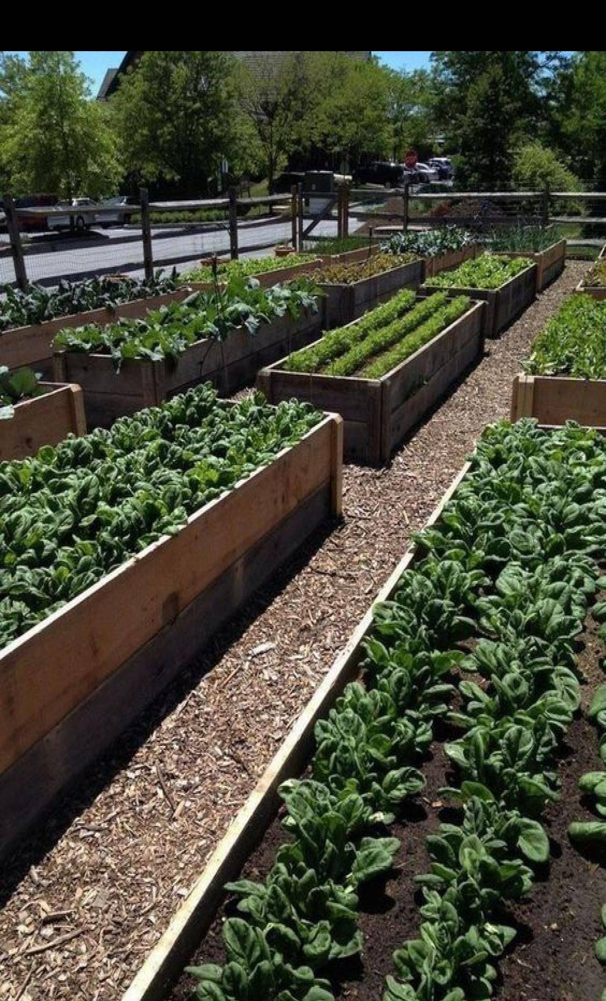 22 Luxury Vegetable Garden Ideas Worth to Check SharonSable