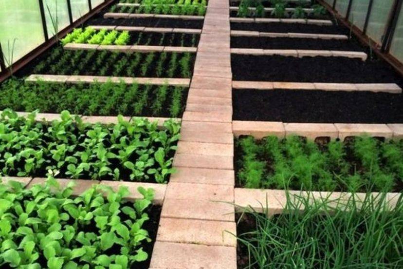 Recycling Balcony Veggies