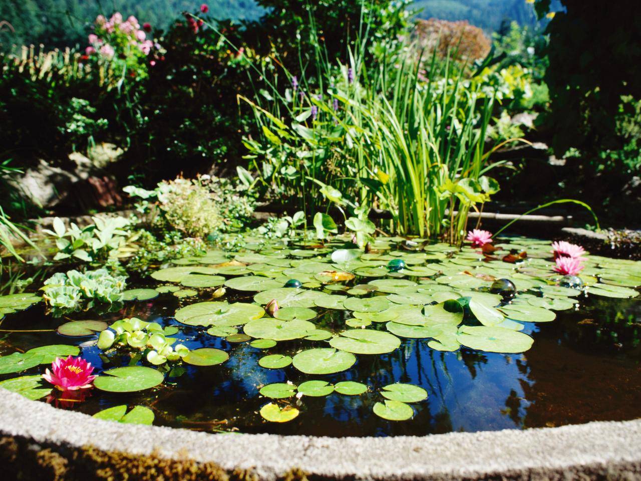 Lily Pond Ponds Backyard