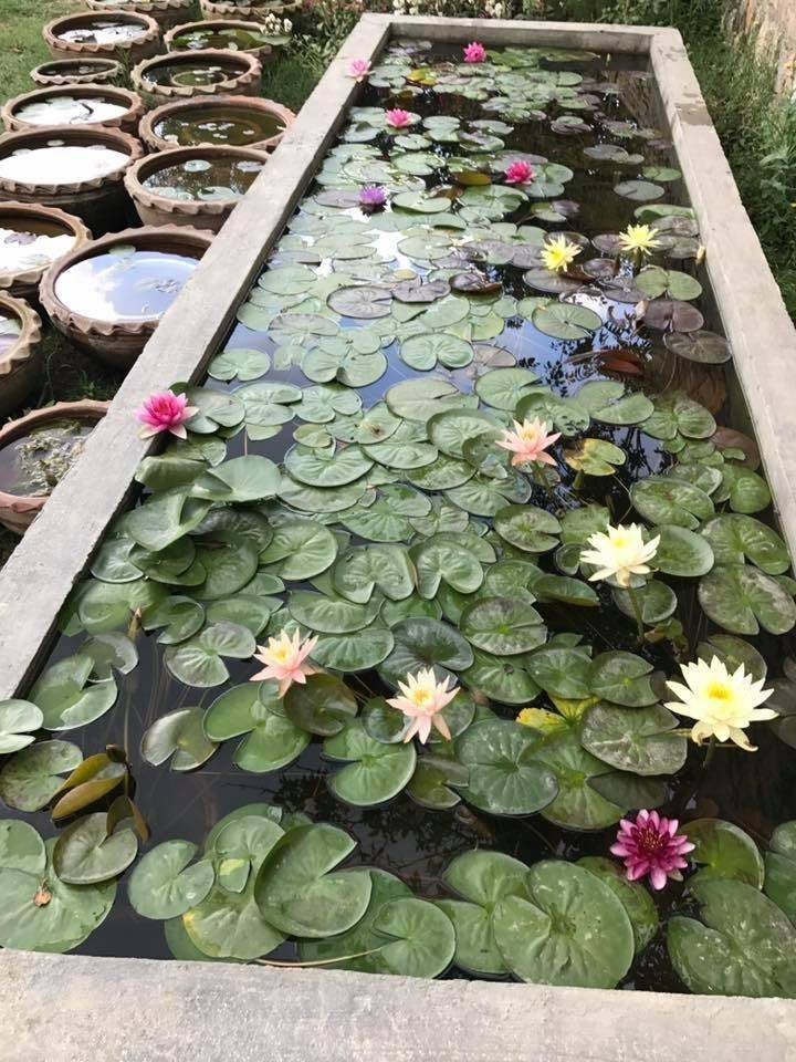 Lily Pond