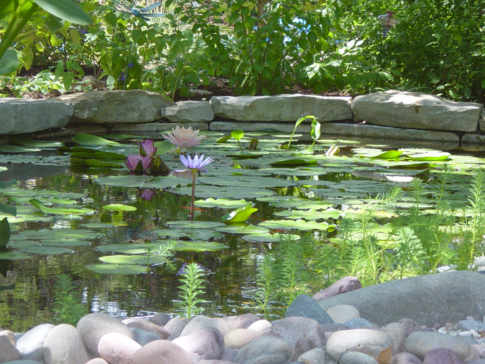 My Pond Small Water Gardens