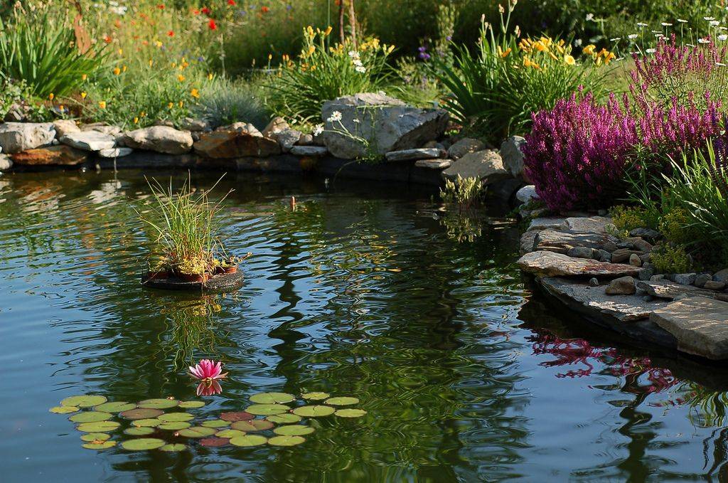 The Water Lily Pond Garden