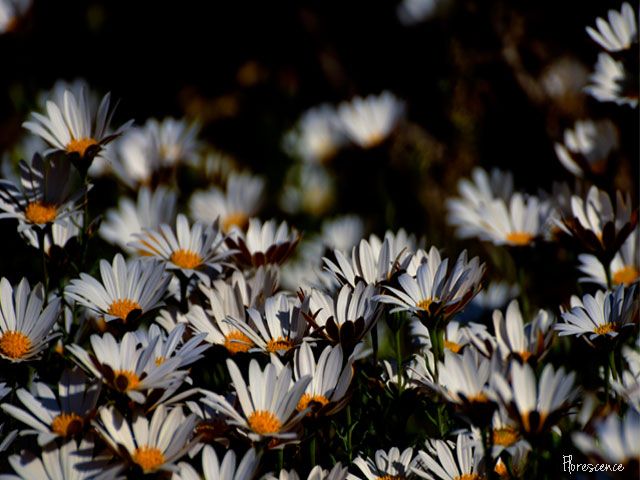 Free State Botanical Gardens