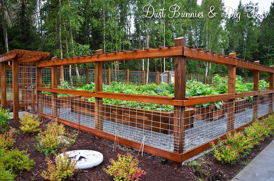The Best Outdoor Tortoise Enclosure Ideas