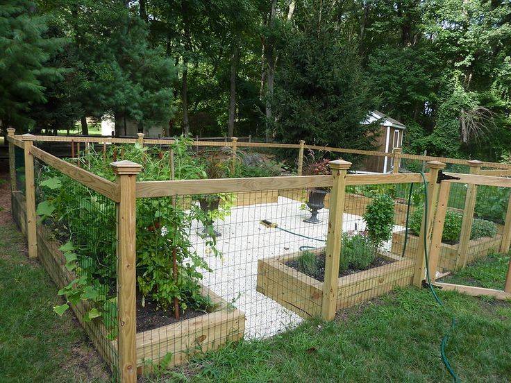 The Best Outdoor Tortoise Enclosure Ideas