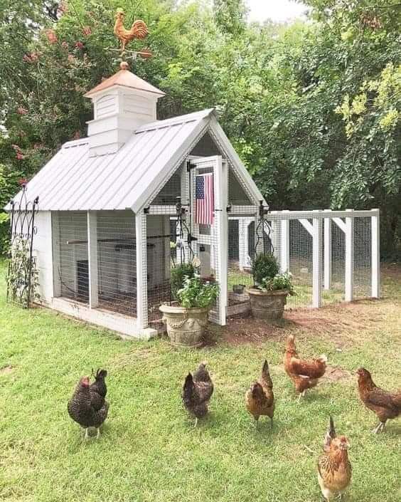 Chicken Garden