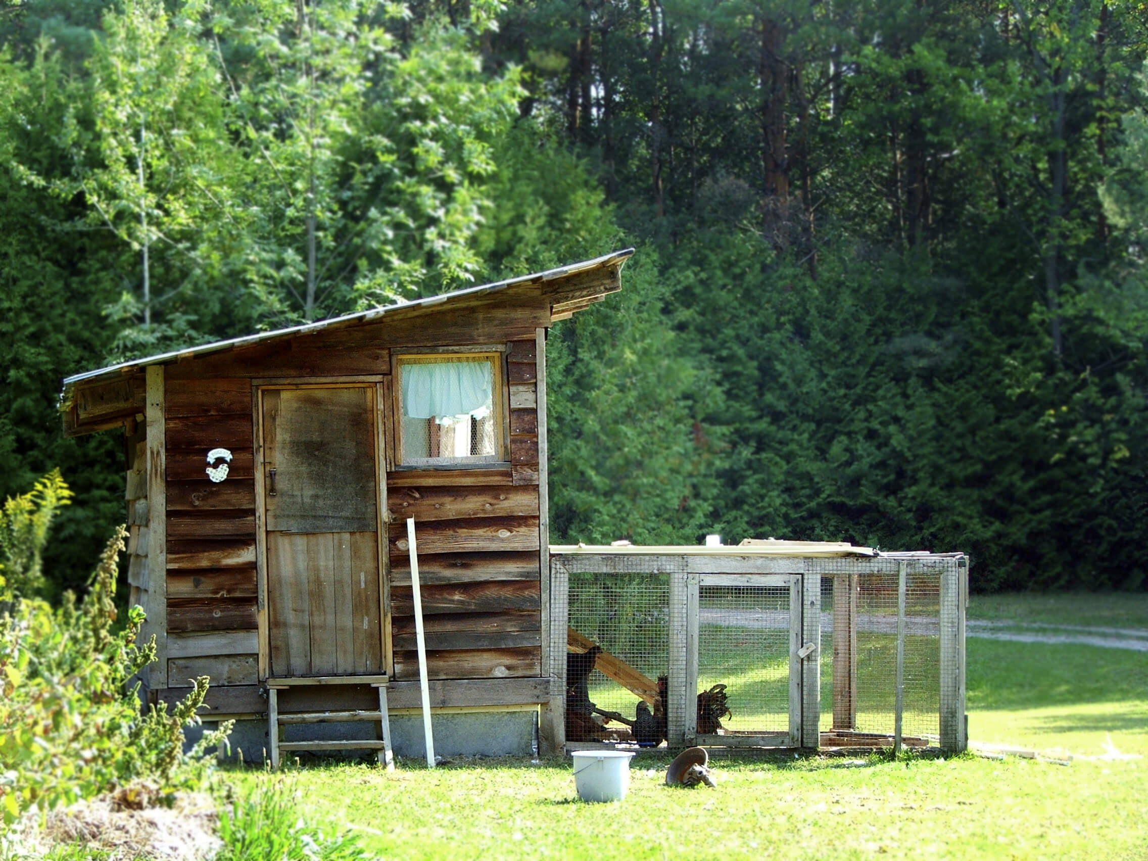 My Backyard Chicken Coop