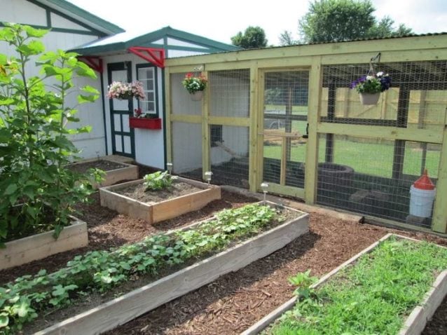 Backyard Chicken Coop